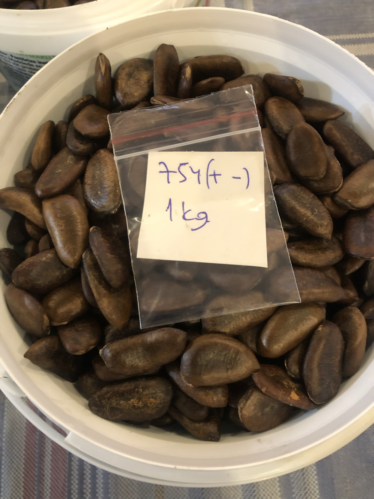 Pawpaw Tohumları 