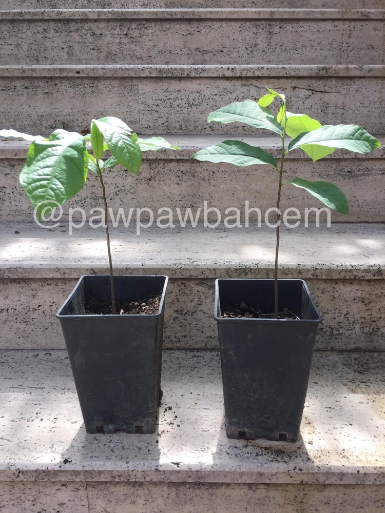 3 yaş Pawpaw Fidanı