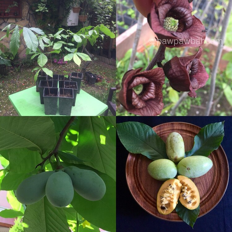 6 yaş Pawpaw Fidanı 