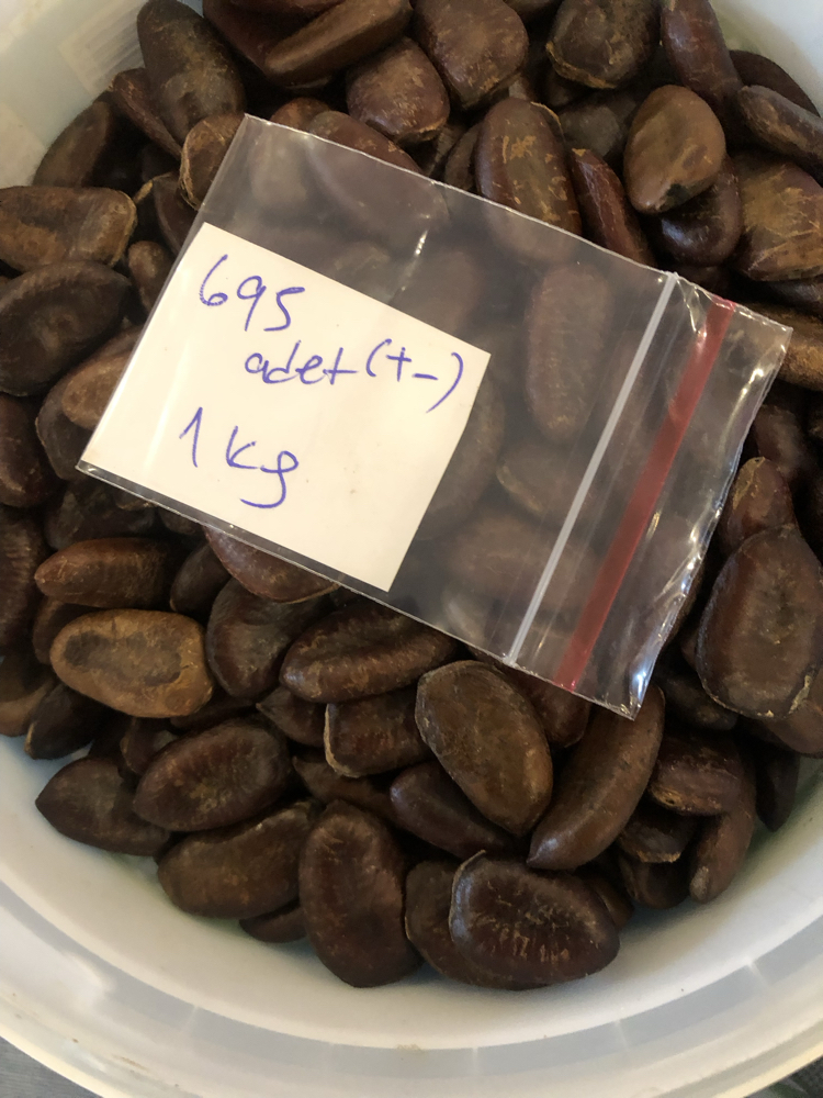 Pawpaw Tohumları 