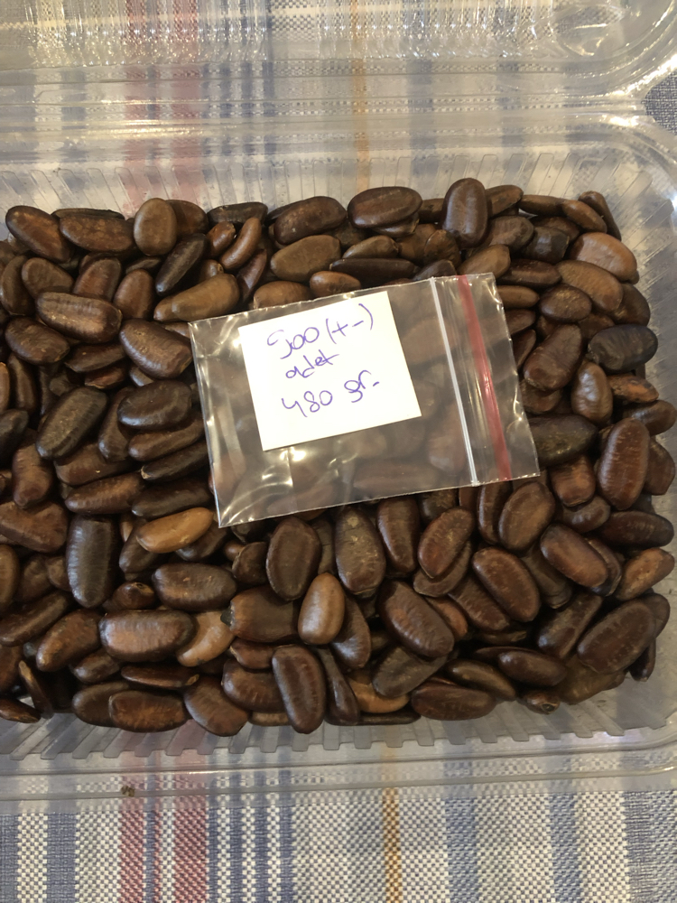 Pawpaw Tohumları