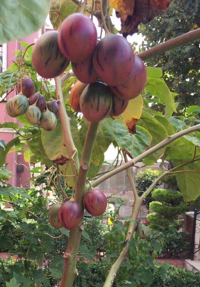 Tamarillo Tohumu 