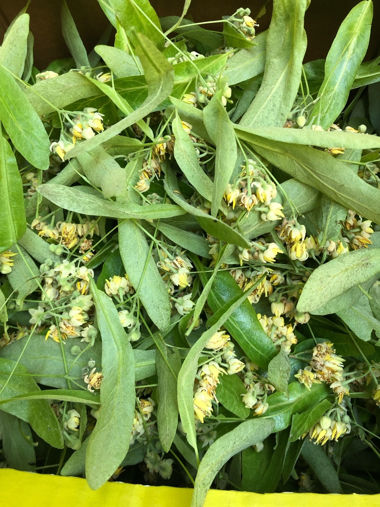1 kg kuru Ihlamur