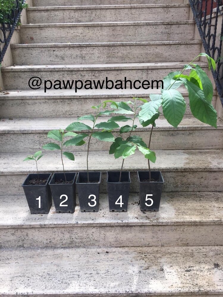 5 yaş Pawpaw Fidanı