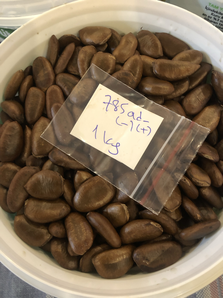 Pawpaw Tohumları 