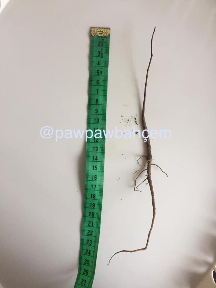 1 yaş Pawpaw Fidanı