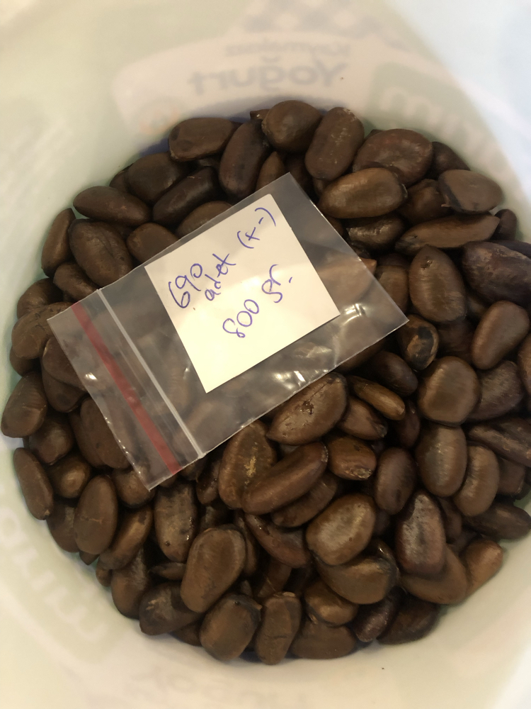 Pawpaw Tohumları
