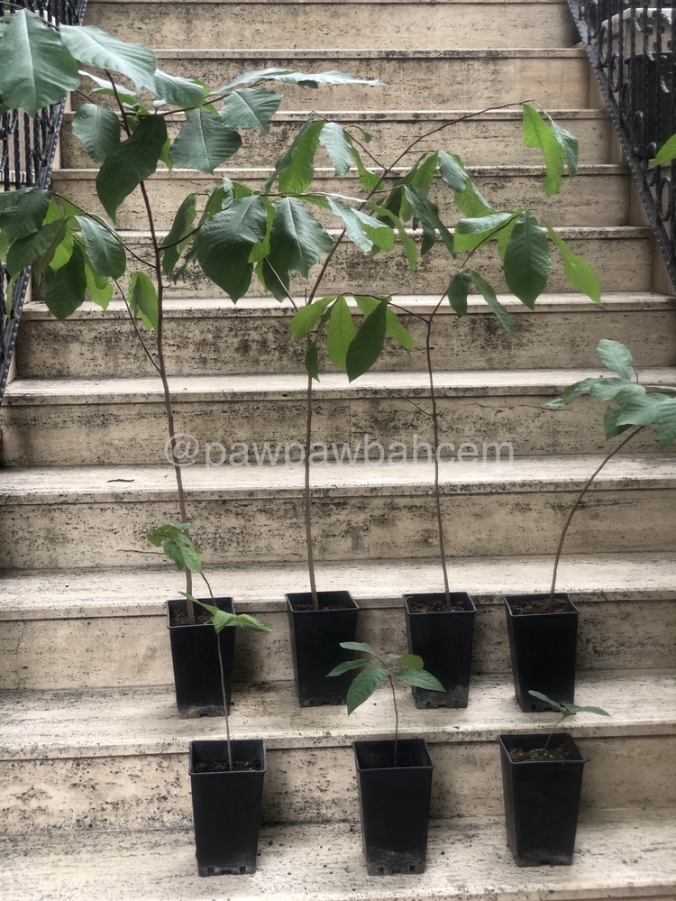4 yaş Pawpaw Fidanı
