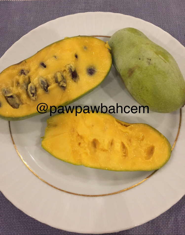 3 yaş Pawpaw Fidanı