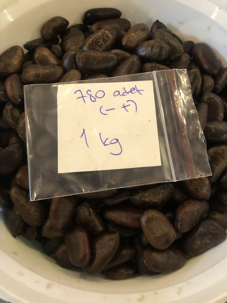 Pawpaw Tohumları 