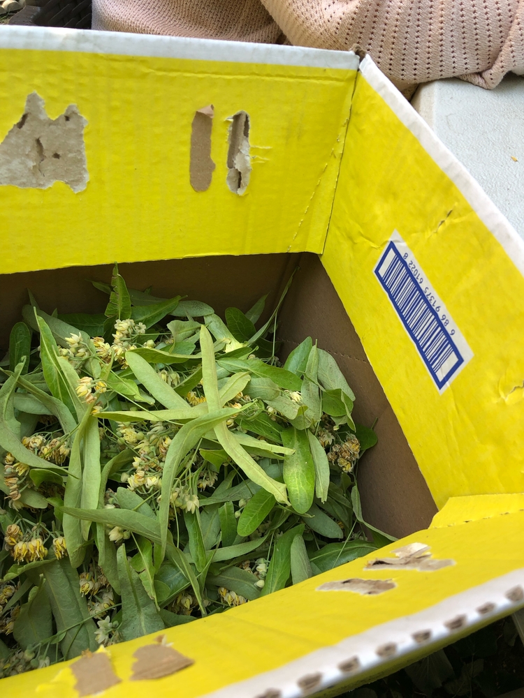 1 kg kuru Ihlamur