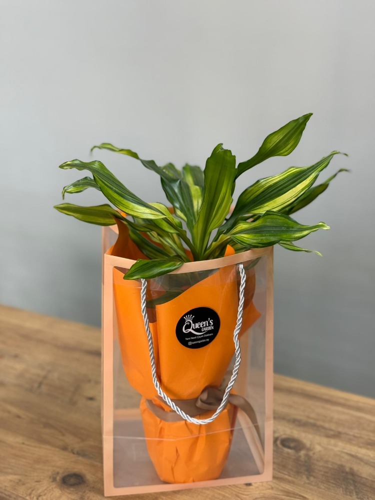 Dracena Massengena 