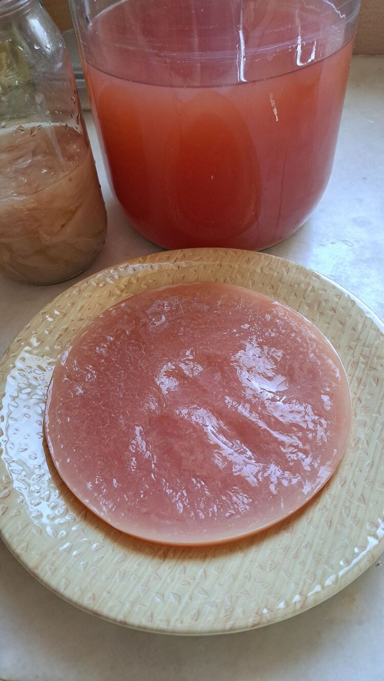 sirke anası 100 gr