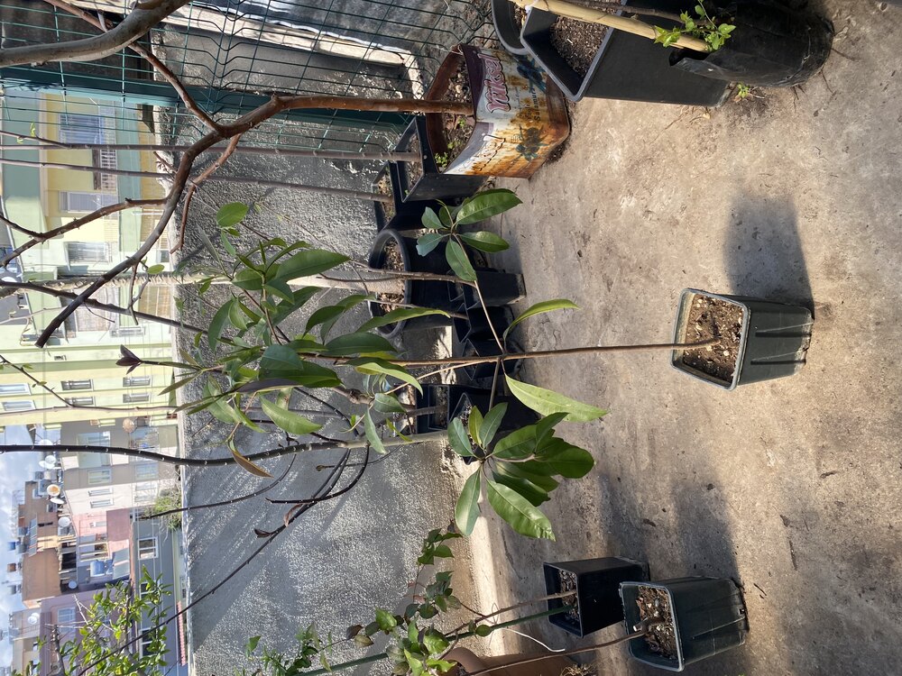 Sapodilla Fidanı