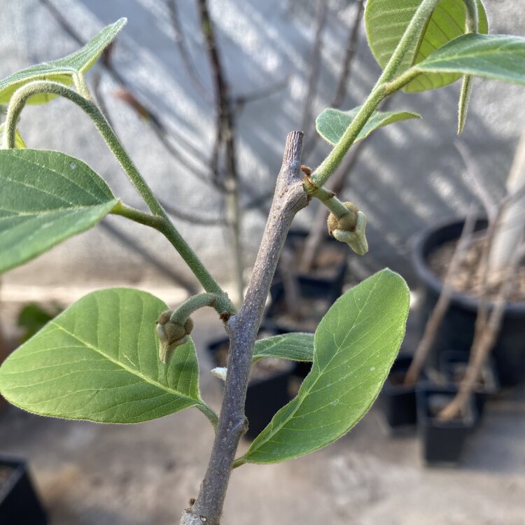 Cherimoya Fidanı ( İnca Red )