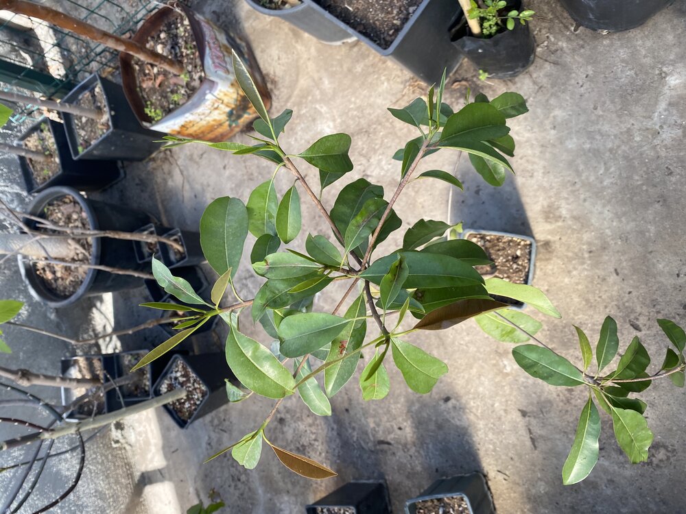 Sapodilla Fidanı