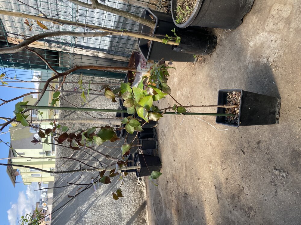 Surinam Cherry