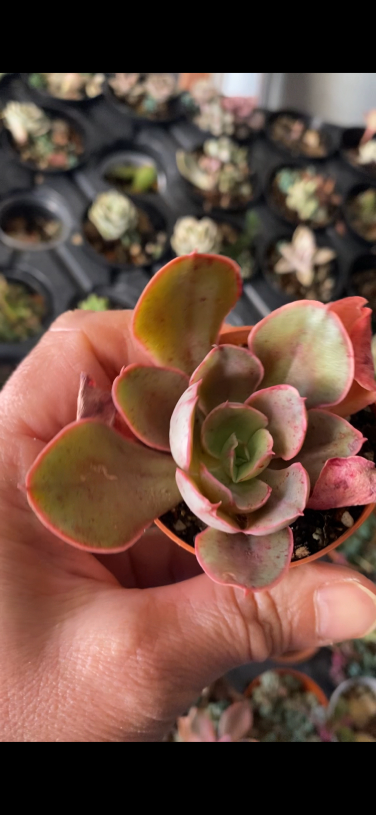 Echeveria Painted Frills