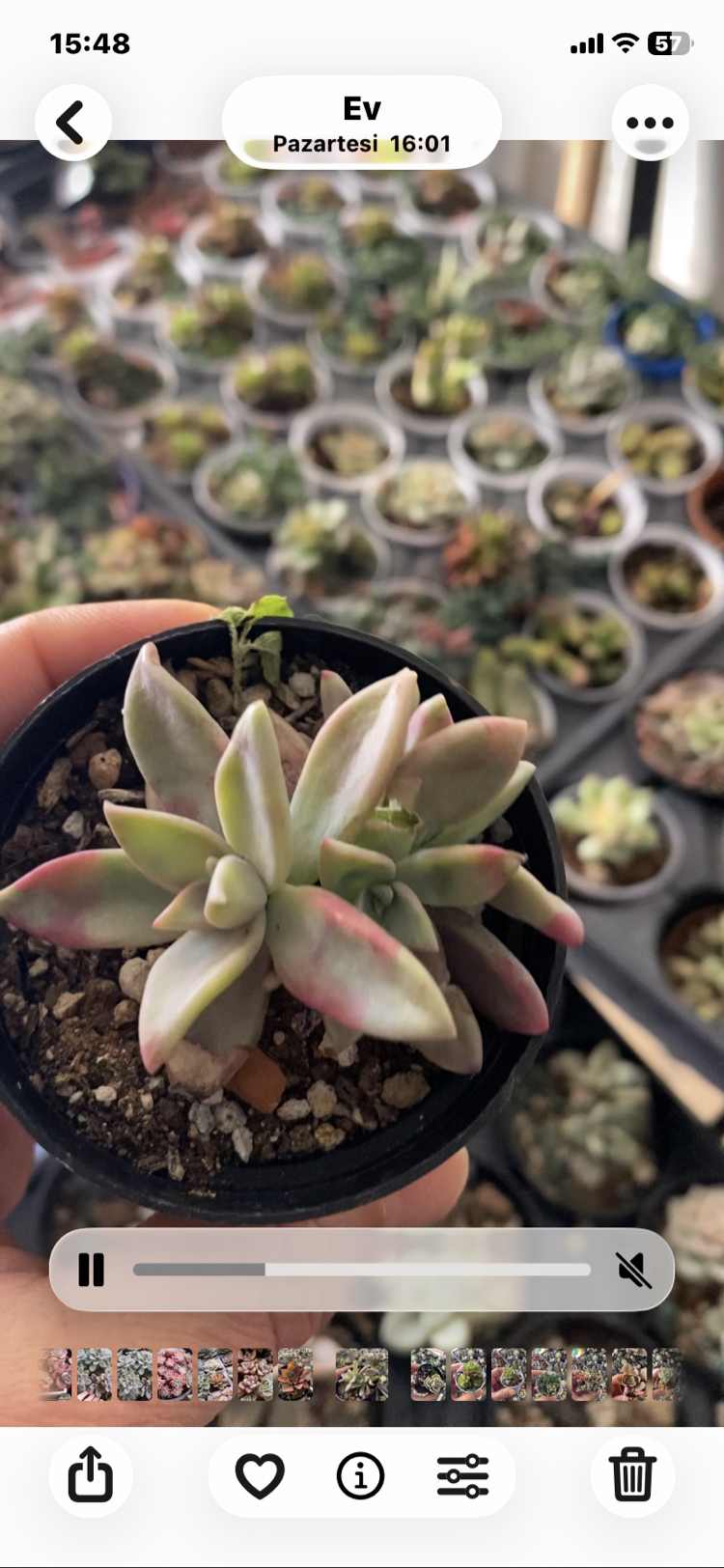 Graptoveria Peach