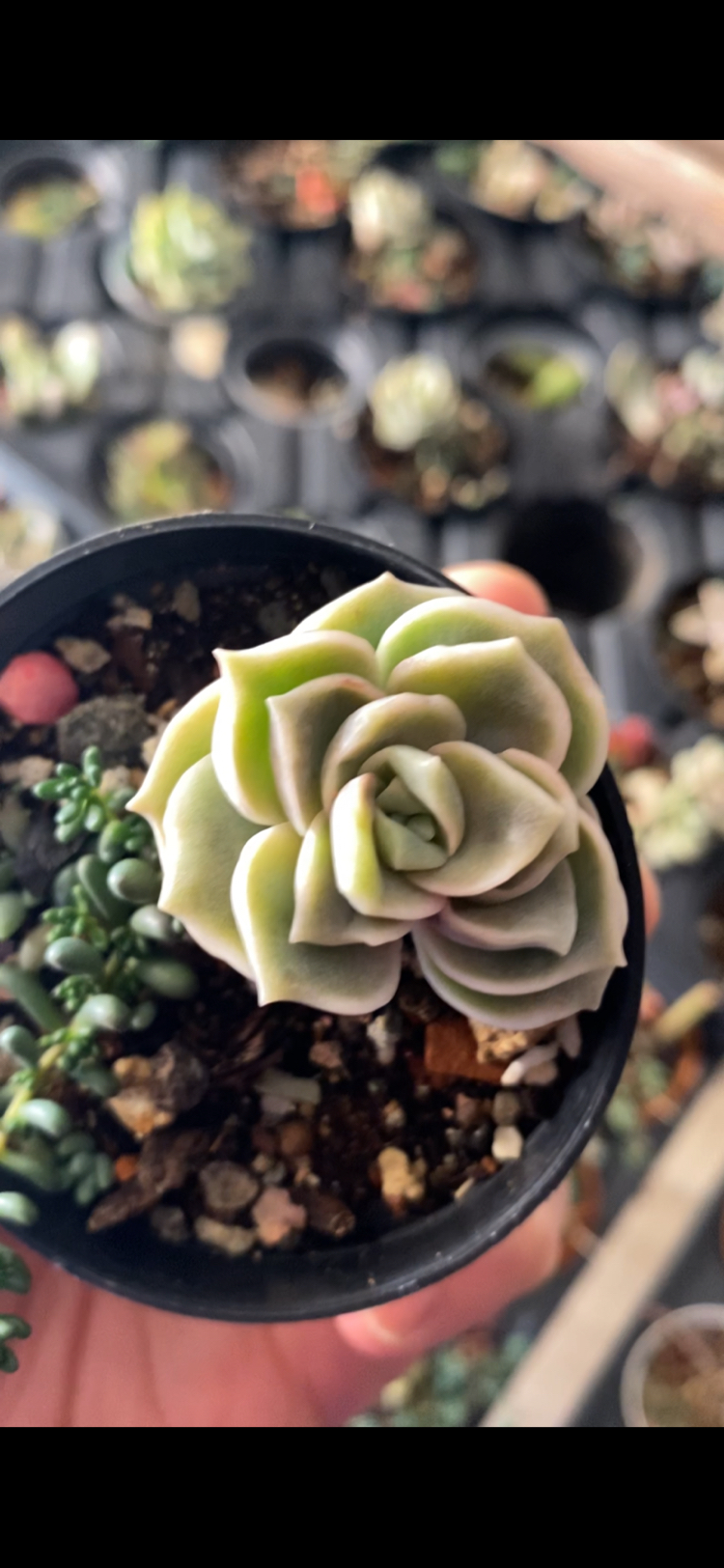 Echeveria Lovely Rose