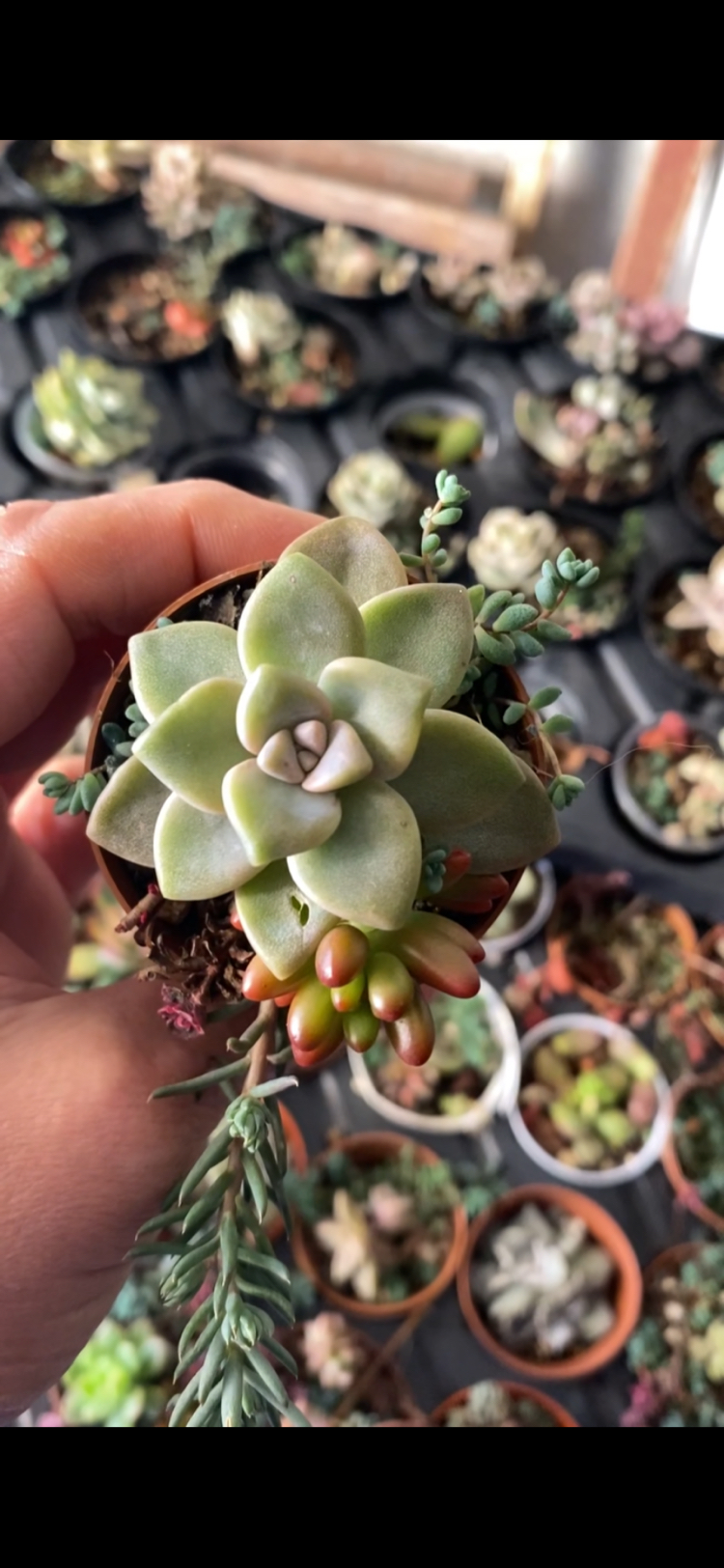 Echeveria Pikruz