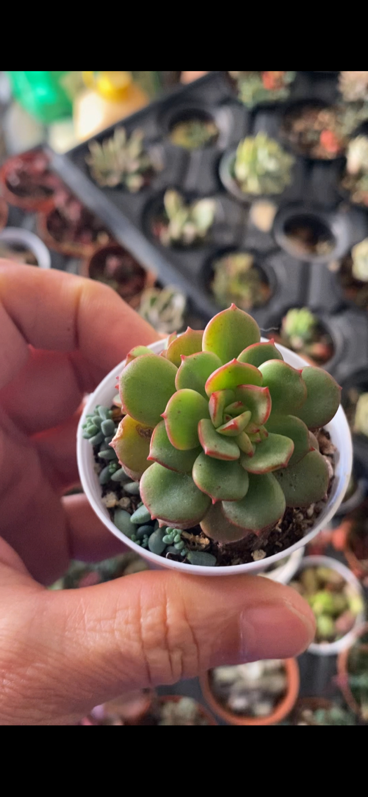 Echeveria Victor