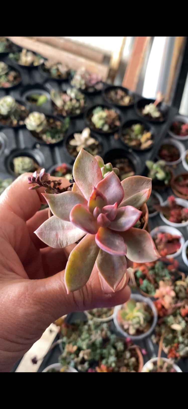 Ech.Huts pink