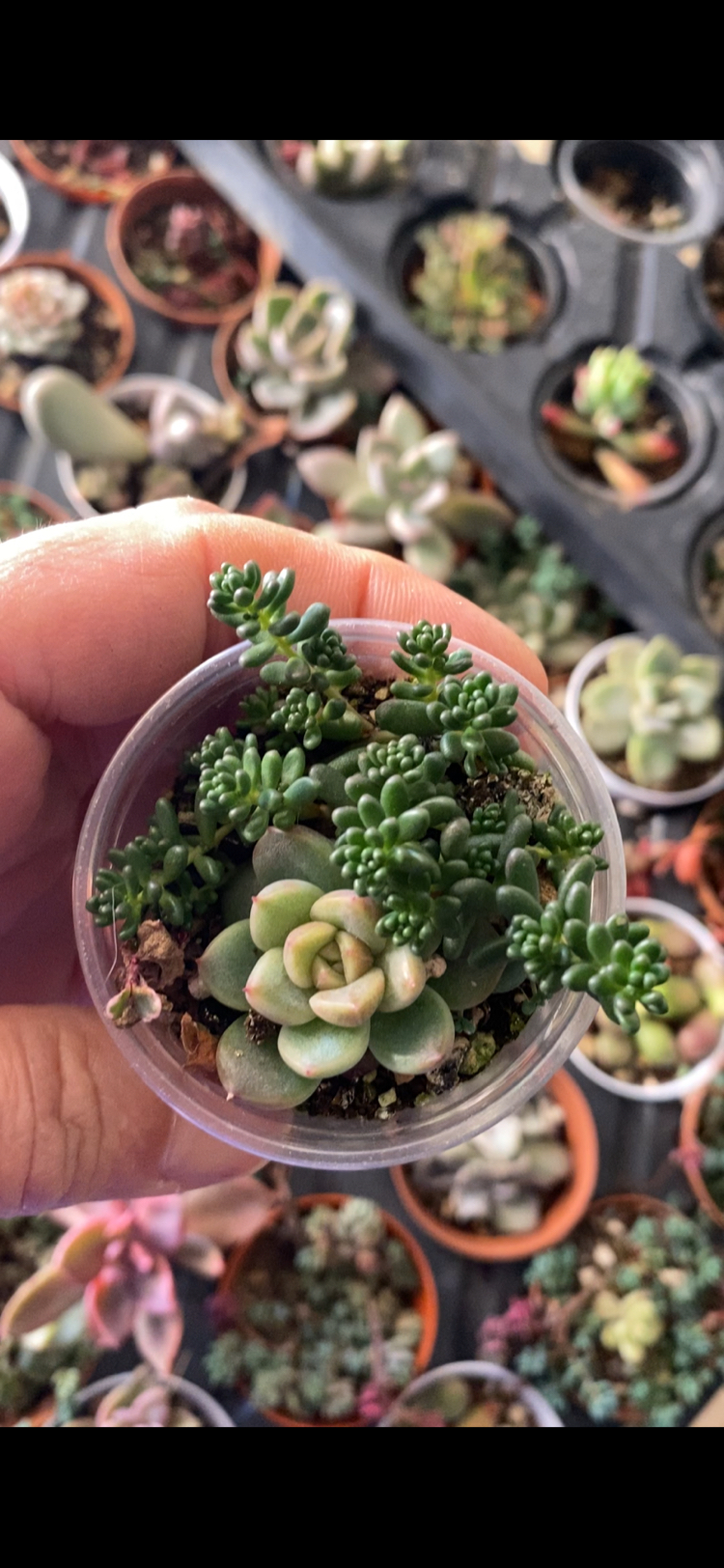 Sedum / echeveria 