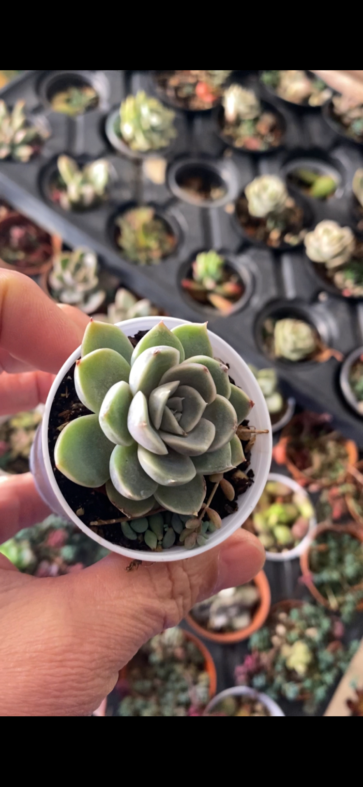 Echeveria Orion