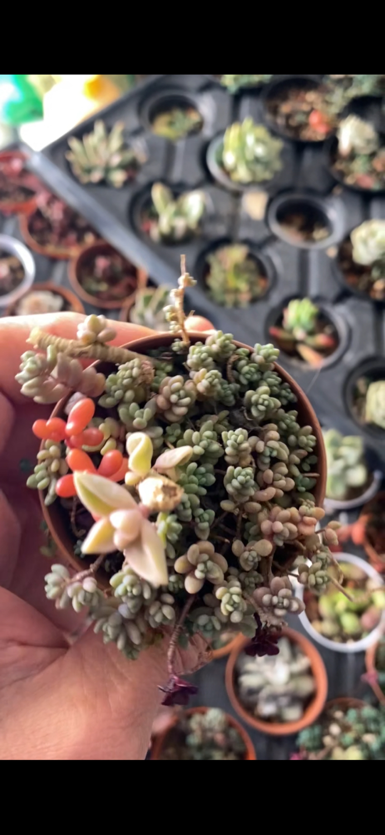 Sedum minör