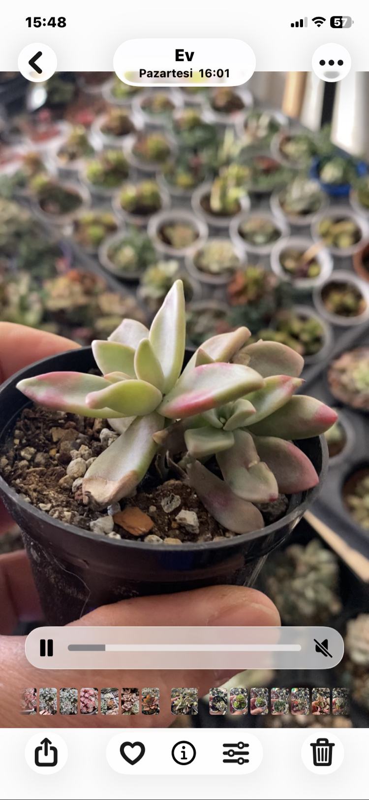 Graptoveria Peach