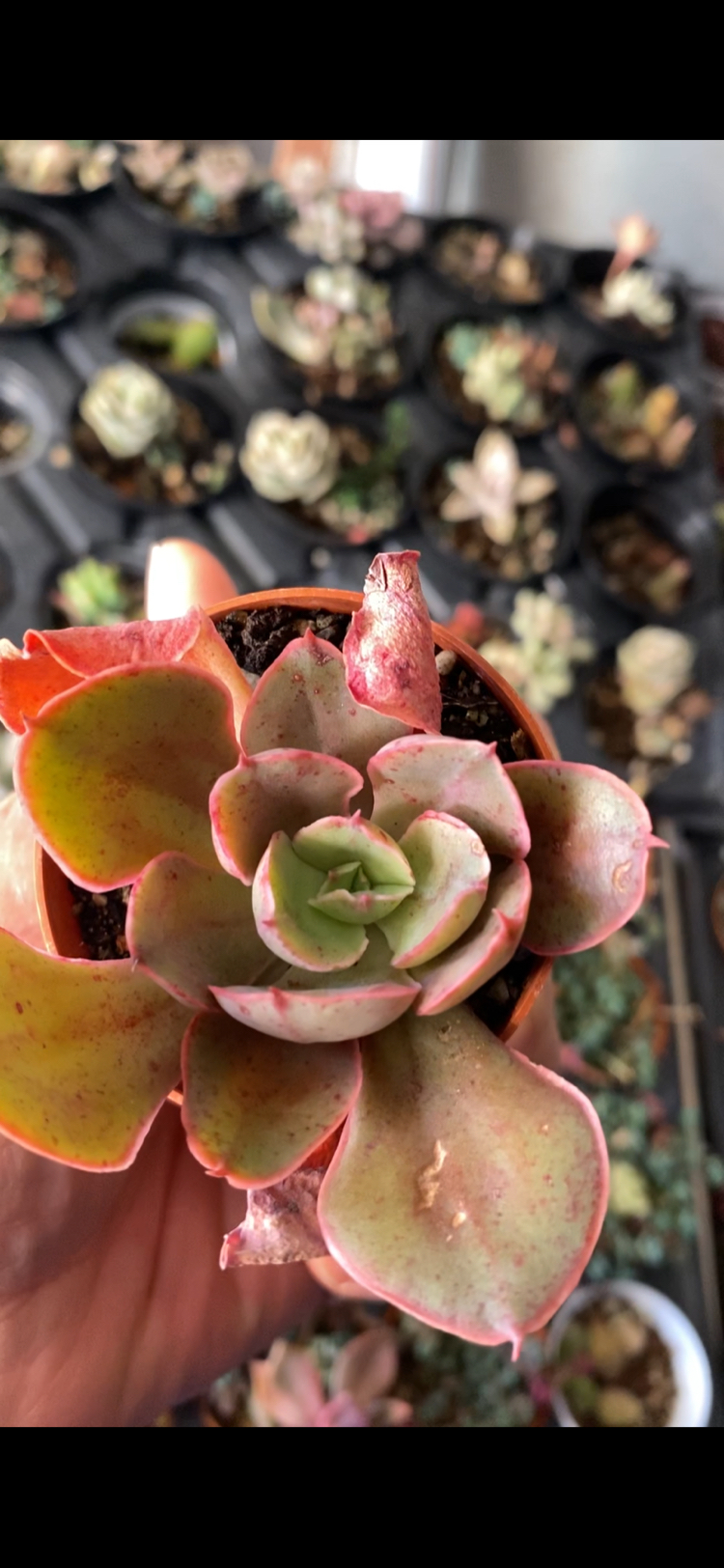 Echeveria Painted Frills