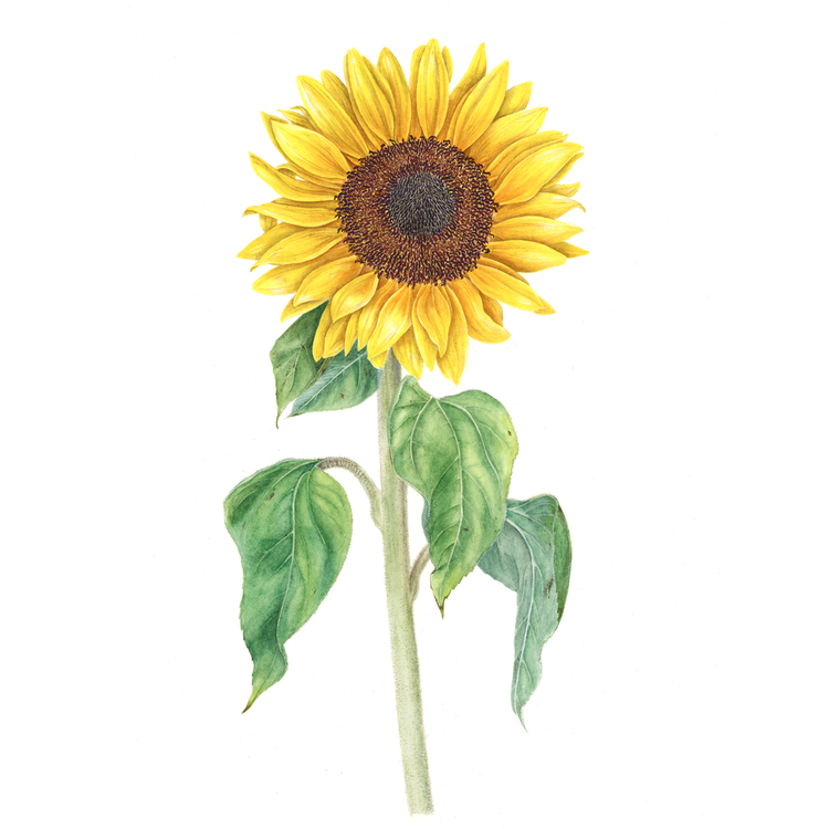 Helianthus annuus - Fine Art Koleksiyonu (Edisyonlu & İmzalı)