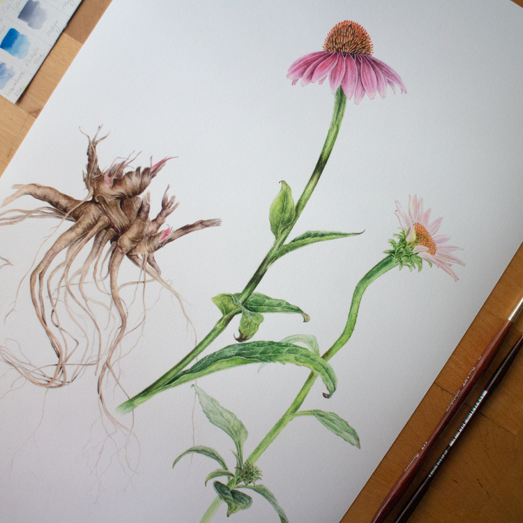 Echinacea purpurea - Fine Art Koleksiyonu (Edisyonlu & İmzalı)