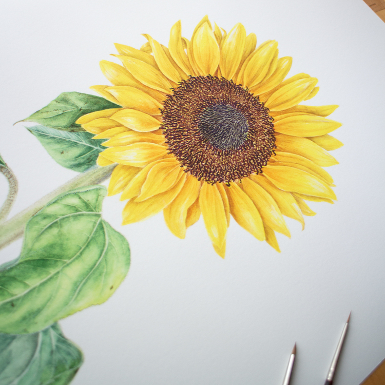 Helianthus annuus - Fine Art Koleksiyonu (Edisyonlu & İmzalı)