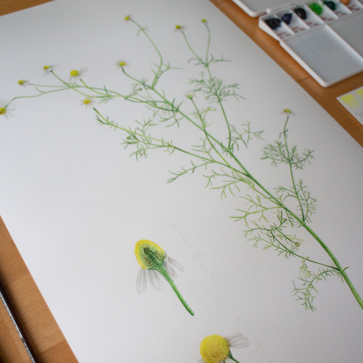 Matricaria chamomille L. - Fine Art Koleksiyonu (Edisyonlu & İmzalı)