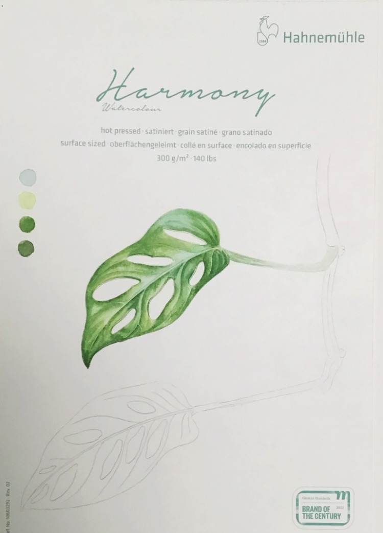 Canlı Suluboya Monstera Atölyesi (Online) – Bilimsel Bitki Ressamlığına Giriş