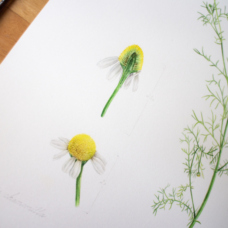 Matricaria chamomille L. - Fine Art Koleksiyonu (Edisyonlu & İmzalı)