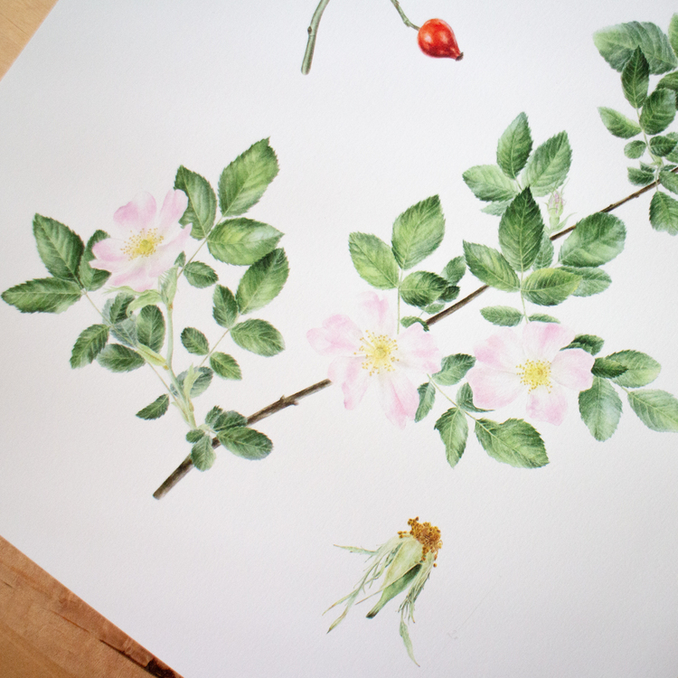 Rosa canina - Fine Art Koleksiyonu (Edisyonlu & İmzalı)
