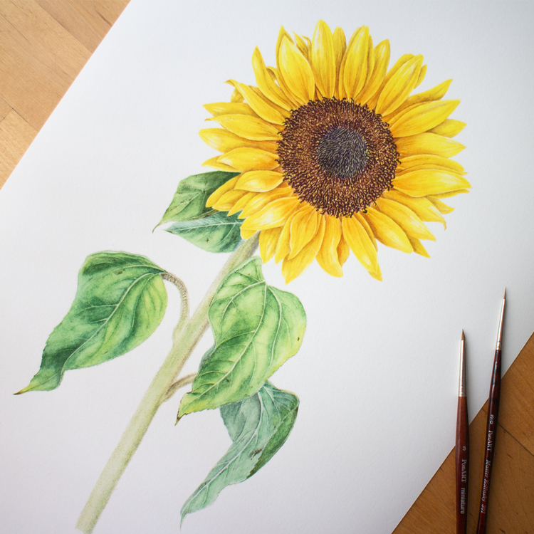 Helianthus annuus - Fine Art Koleksiyonu (Edisyonlu & İmzalı)