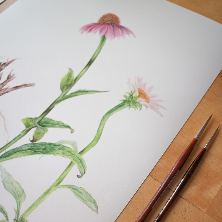 Echinacea purpurea - Fine Art Koleksiyonu (Edisyonlu & İmzalı)