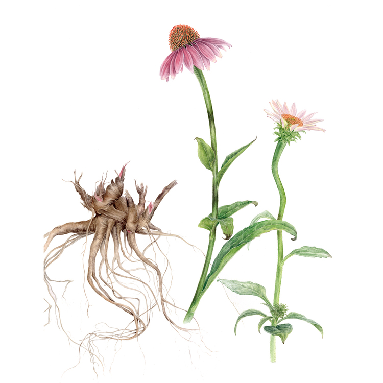 Echinacea purpurea - Fine Art Koleksiyonu (Edisyonlu & İmzalı)