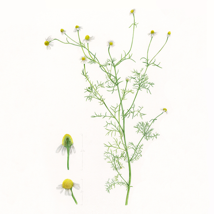 Matricaria chamomille L. - Fine Art Koleksiyonu (Edisyonlu & İmzalı)