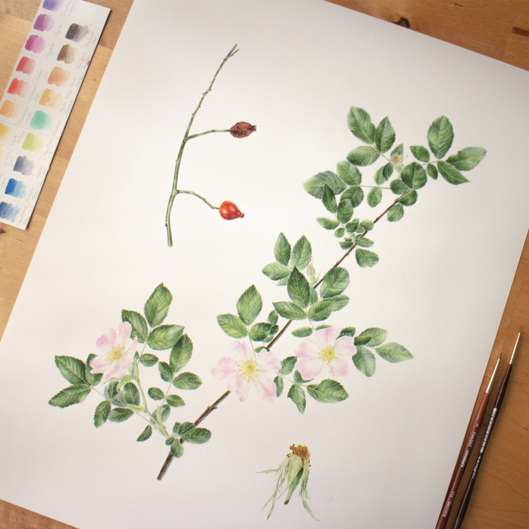 Rosa canina - Fine Art Koleksiyonu (Edisyonlu & İmzalı)