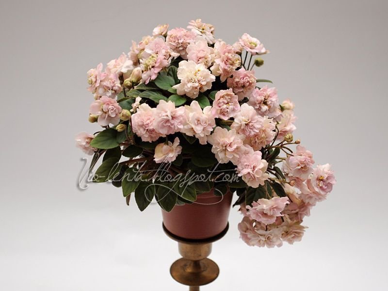 FİDE/pink mint/TRAİL