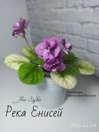  FİDE/reka enisej/TRAİL 