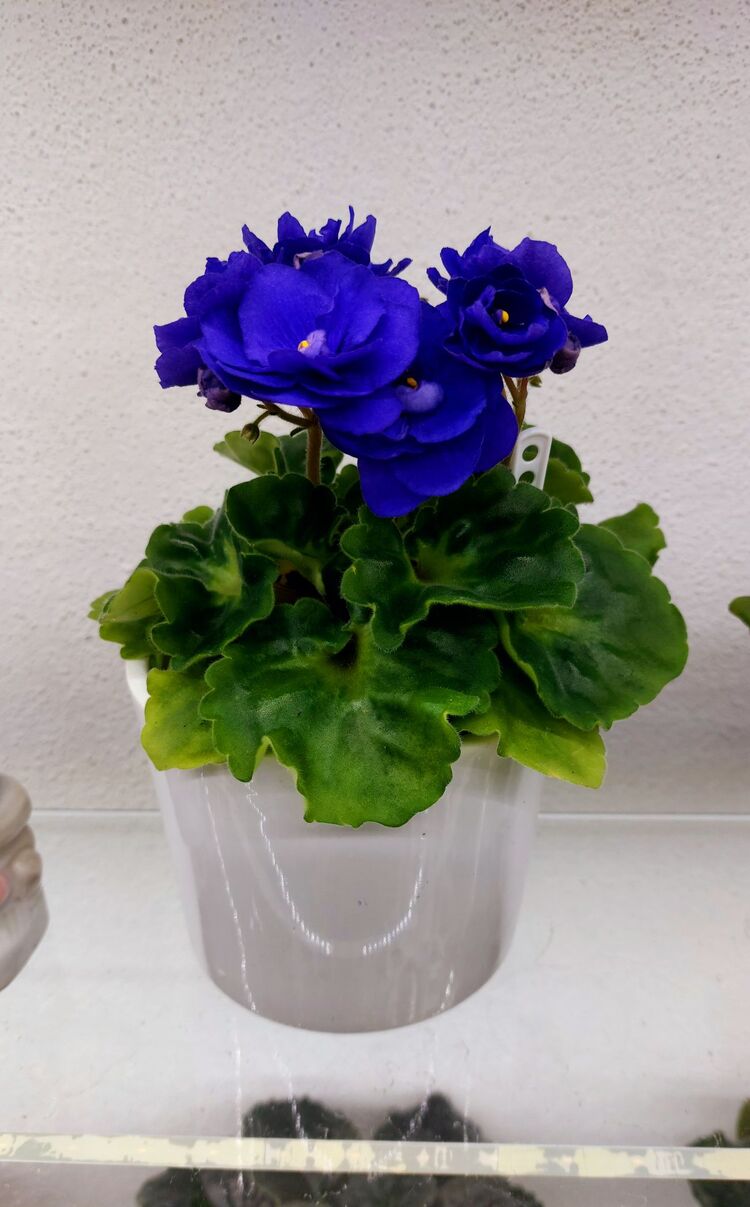 FİDE /ROCOCO BLUE/STANDART