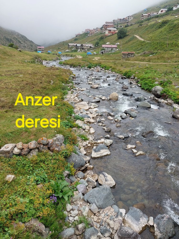 RİZE-İKİZDERE ANZER YAYLASI ÇİÇEK BALI 