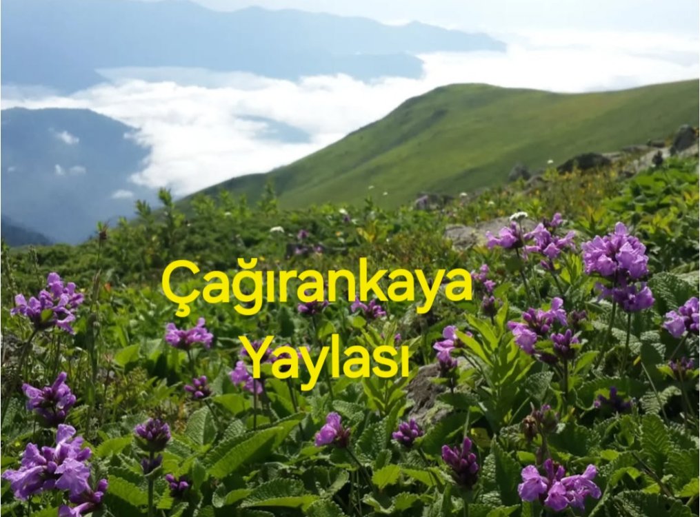 YAYLA SIR BALI 850g