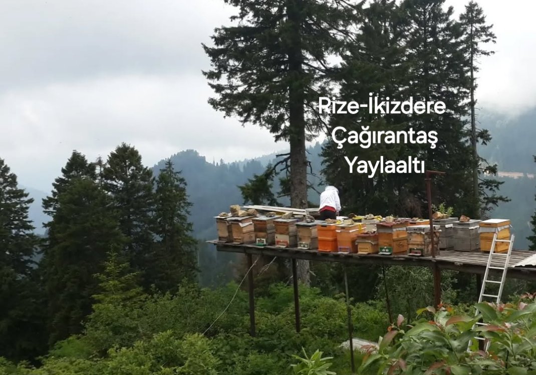 YENİ SEZON RiZE İKİZDERE ÇAĞRANTAŞ YAYLA  BALI net:850g